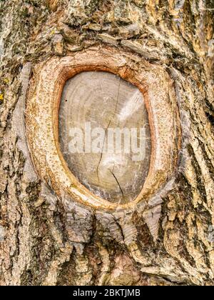Die Textur des Querschnitts eines Baumzweiges. Stockfoto