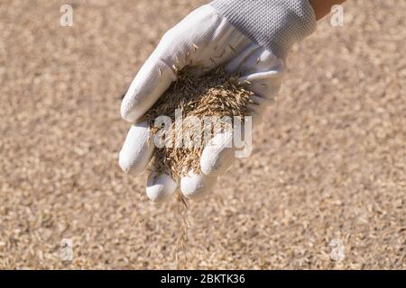 Rasenmontage. Eine weibliche, gerillte Hand sät Grassamen. Stockfoto