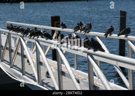 Im Zentrum von Boston in den USA Stockfoto