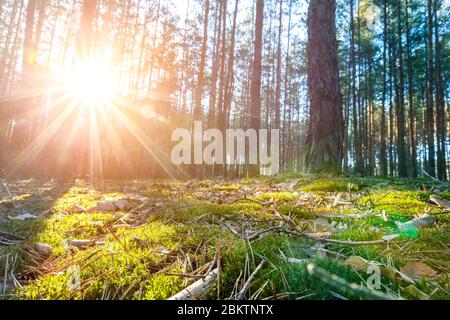 Schöne landschaftlich Nadelwald Wald Blick am frühen Morgen Sonnenaufgang mit aufgehender Sonne shininig und Pinien Moos und Spice Nadeln auf Stockfoto