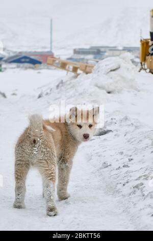 Niedlichen grönländischen Schlitten Hund Welpen im Schnee bedeckt suchen um Stockfoto