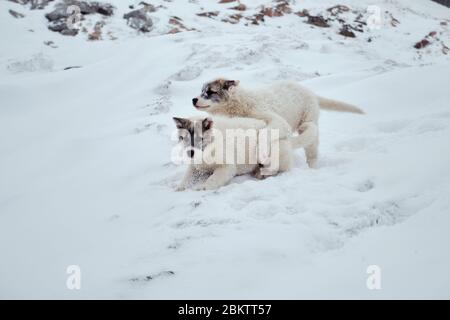 Zwei grönländische Schlittenhunde Welpen spielen herum Stockfoto