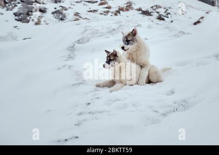 Zwei grönländische Schlittenhunde Welpen spielen herum Stockfoto