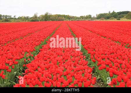 Riesiges Rotes Tulpenfeld in voller Blüte in Holland, Niederlande Frühling Stockfoto