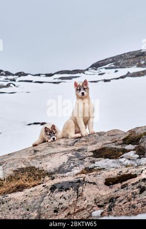 Zwei grönländische Schlittenhunde Welpen spielen herum Stockfoto