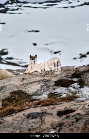 Zwei grönländische Schlittenhunde Welpen spielen herum Stockfoto