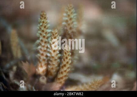 Bärenkorn (Conopholis americana) wächst entlang eines Pfades im Great Smokey Mountain National Park, Tennessee. Stockfoto