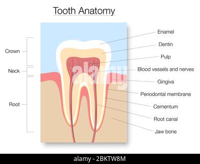 Zahnanatomie, medizinisch beschriftete Schnittdarstellung mit Zahnschmelz, Dentin, Zellstoff, Gingiva, Blutgefäßen und Nerven - Abbildung auf weißem Hintergrund. Stockfoto