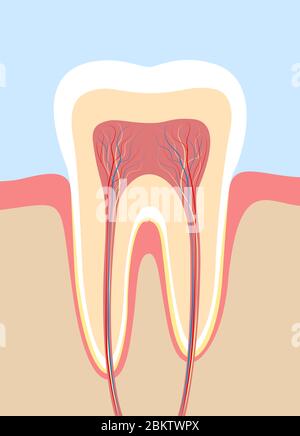 Zahnquerschnitt, anatomische Darstellung mit Zahnschmelz, Dentin, Zellstoff, Gingiva, Blutgefäßen und Nerven. Stockfoto