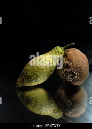 Stillleben von zwei Zitronen aus unserem Zitronenbaum. Auf schwarzem Hintergrund mit Reflektion Fungalwachstum auf älterer Zitrone Stockfoto