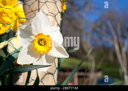 Einzelne Narzisse. Nahaufnahme der Blüte mit dem Kettengliedzaun im Hintergrund. Rechts ist Platz für Ihren Text. Als Hintergrundbild verwendbar, Stockfoto