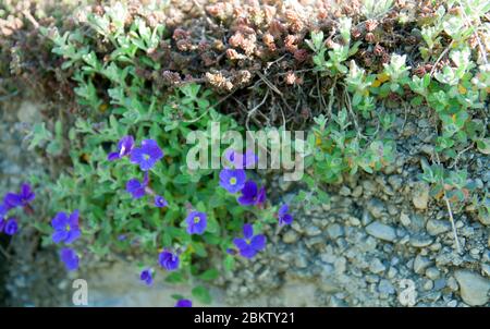 Blaue Lokaria an der Steinmauer. Streublumen sind in einem abstrakten Muster verteilt. Verwendbar als Hintergrundbild, Hintergrund, Postkarte, Banner oder Poster Stockfoto