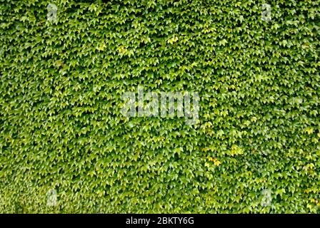 Abstract von Efeu wächst an einer Wand Stockfoto