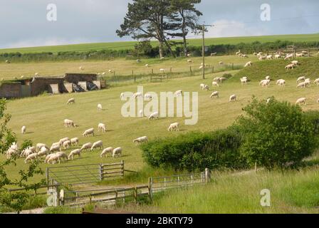 Herde geschorener Schafe, die auf einem Feld weiden. Das Feld liegt an einem Hang und die meisten Schafe sind bergab ausgerichtet. Stockfoto