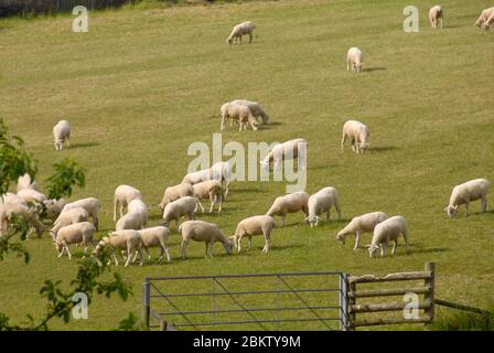 Herde geschorener Schafe, die auf einem Feld weiden. Das Feld ist an einem Hang und die meisten Schafe sind bergab. Stockfoto