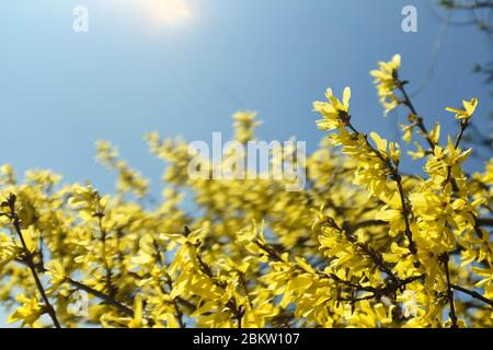 Schöne Forsythia Büsche mit gelben Blüten vor einem hellblauen Himmel. Zarte Bild von Frühling Natur. Stockfoto