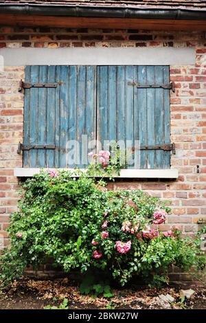 Rosa Rosenbusch vor blauem Fensterverschluss. Picardie, Frankreich. Stockfoto