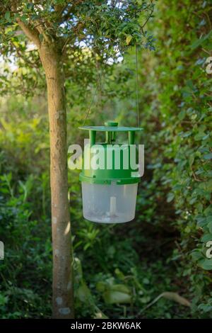 Kastenbaum Mottenfalle in einem Garten gesehen, hängt von einem kleinen Baum über einer Buxushecke. Stockfoto