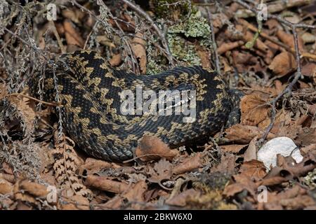 Gewöhnlicher europäischer Adder (Vipera berus), der sich im Laubstreu sonnt Stockfoto