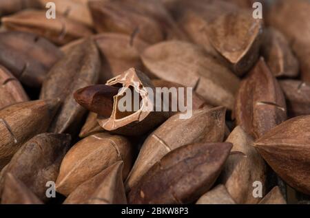 Pili-Nüsse Stockfoto