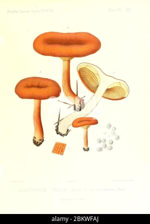 Icones mycologicæ, ou Iconographie des champignons de France principalement Discomycetes (Pl. 52) (9800928224). Stockfoto