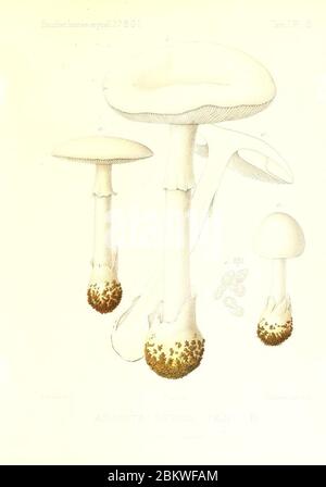 Icones mycologicæ, ou Iconographie des champignons de France principalement Discomycetes (Pl. (9800783345). Stockfoto