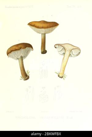 Icones mycologicæ, ou Iconographie des champignons de France principalement Discomycetes (Pl. 28) (9800936233). Stockfoto