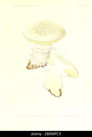 Icones mycologicæ, ou Iconographie des champignons de France principalement Discomycetes (Pl. (9800816726). Stockfoto