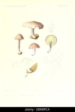 Icones mycologicæ, ou Iconographie des champignons de France principalement Discomycetes (Pl. 24) (9800871816). Stockfoto