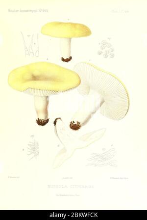 Icones mycologicæ, ou Iconographie des champignons de France principalement Discomycetes (Pl. 44) (9800970893). Stockfoto