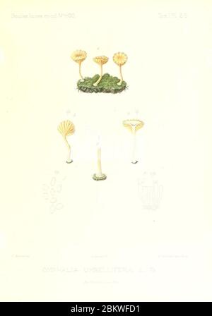 Icones mycologicæ, ou Iconographie des champignons de France principalement Discomycetes (Pl. 69) (9800966804). Stockfoto