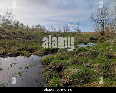 Ein kleiner lokaler Fluss mit überwucherten Pflanzen an den Seiten. Ein klarer Frühlingsmorgen und ein blauer Himmel spiegelt sich im Wasser. Natürliche Umwelt Ökosystem. Stockfoto