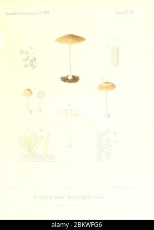 Icones mycologicæ, ou Iconographie des champignons de France principalement Discomycetes (Pl. 89) (9800993135). Stockfoto