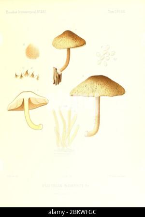 Icones mycologicæ, ou Iconographie des champignons de France principalement Discomycetes (Pl. 90) (9801080223). Stockfoto