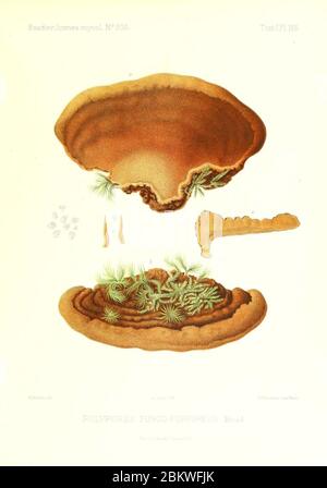 Icones mycologicæ, ou Iconographie des champignons de France principalement Discomycetes (Pl. 156) (9801373383). Stockfoto