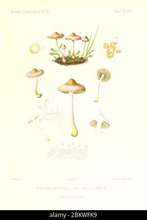 Icones mycologicæ, ou Iconographie des champignons de France principalement Discomycetes (Pl. 125) (9801110596). Stockfoto