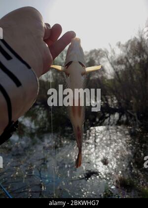 Fisch Forelle im Süßwasser gefangen. Köder Löffel Angeln Zubehör. Fisch in der Falle. Opfer der Wilderei. Speichern der Natur. Am Haken. Stille Konzept. Fisch op Stockfoto