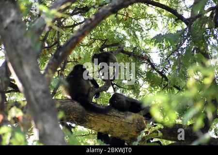 Baby Howler Affe entdeckt in Play Del Coco, Costa Rica Stockfoto