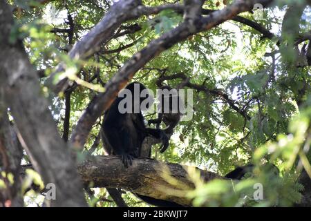 Baby Howler Affe entdeckt in Play Del Coco, Costa Rica Stockfoto