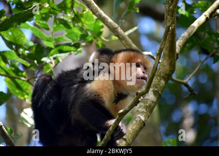 Ein Kapuzinerbaby mit ihrer Mutter im Tenorìo Vulkan Nationalpark, Costa Rica Stockfoto