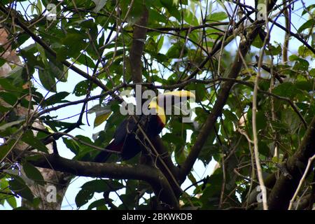 Kastanienkastanientukan im Tenorìo Nationalpark, Costa Rica Stockfoto