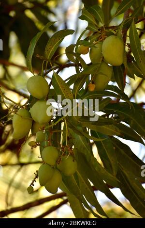 Ein Mangobaum in Playa Del Coco, Costa Rica Stockfoto