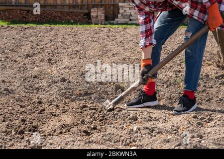 Frau in lässiger Kleidung gräbt Kartoffeln in ihrem Garten. Anbau von Bio-Gemüse für sich Stockfoto