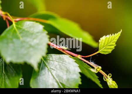 Ansicht von kleinen geflügelten Blattläusen mit langen Antennen auf einem silbernen Birkenblattstiel im Frühjahr in einem Garten in Surrey, Südostengland. Stockfoto