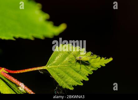 Makroansicht einer winzigen grünen geflügelten Blattlaus (5mm) mit roten Augen und langen Antennen auf einem silbernen Birkenblatt im Frühjahr, Surrey, Südostengland Stockfoto