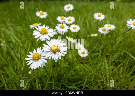 Ein Klumpen gelber und weißer Gänseblümchen (Bellis perennis), die im Gras wachsen, ein typisches Unkraut im Frühjahr in Surrey, Südostengland Stockfoto