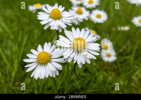 Ein Klumpen gelber und weißer Gänseblümchen (Bellis perennis), die im Gras wachsen, ein typisches Unkraut im Frühjahr in Surrey, Südostengland Stockfoto