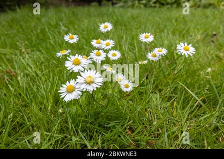 Ein Klumpen gelber und weißer Gänseblümchen (Bellis perennis), die im Gras wachsen, ein typisches Unkraut im Frühjahr in Surrey, Südostengland Stockfoto
