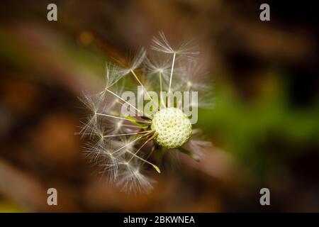 Nahaufnahme des Samenkopfes des Löwenzahns (Taraxacum officinale) mit teilweise verstreuten Samen, in einem Garten ist Surrey, Südostengland Stockfoto