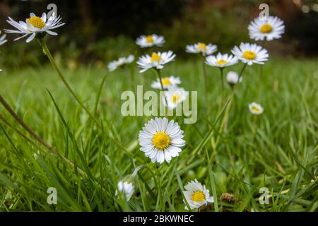 Ein Klumpen gelber und weißer Gänseblümchen (Bellis perennis), die im Gras wachsen, ein typisches Unkraut im Frühjahr in Surrey, Südostengland Stockfoto